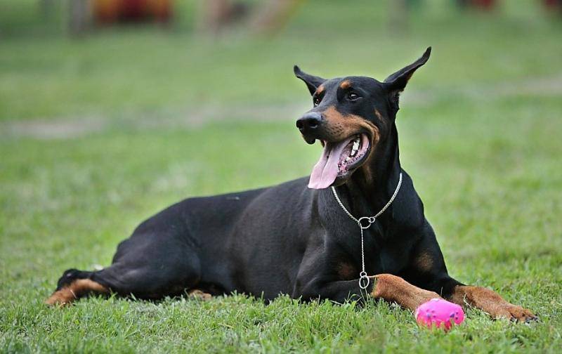 What Doberman Pinschers Eat