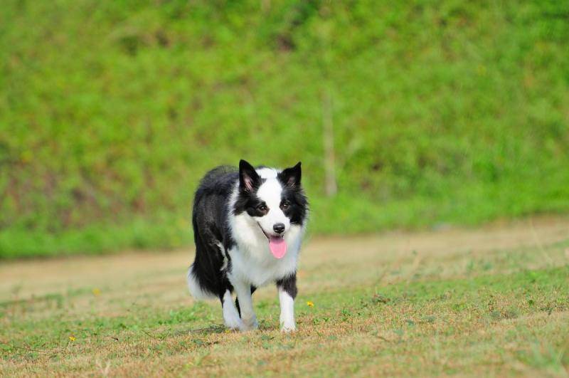 Golden Retriever and Border Collie which is good to raise