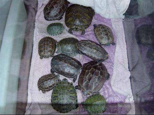 Do turtles need water to hibernate?