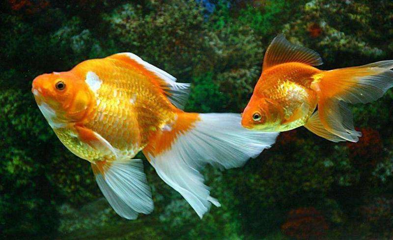 Goldfish have white spots on their tails