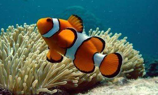 Clown fish are good to keep?