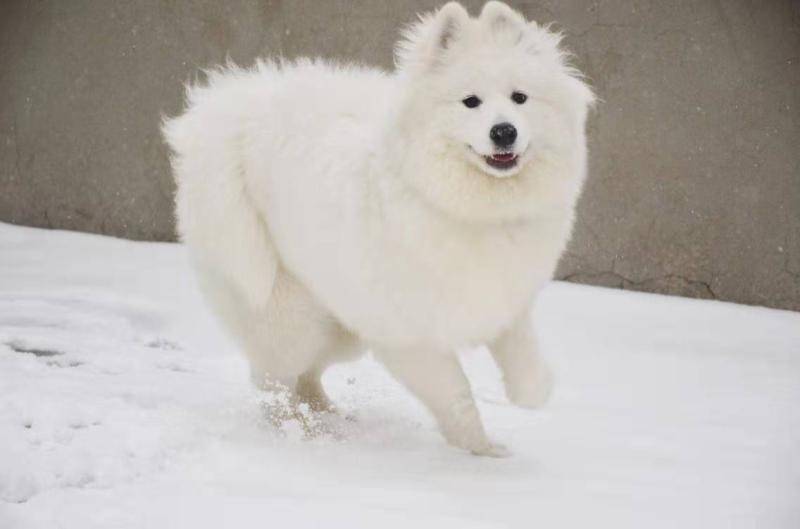 Samoyed does not eat dog food