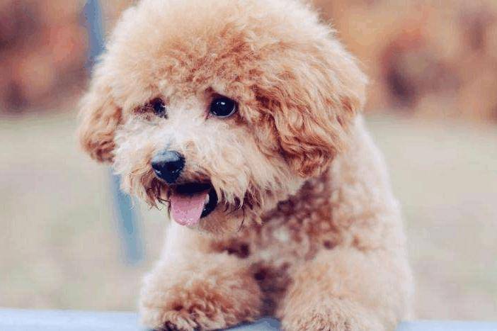 Is poodle skin disease contagious?