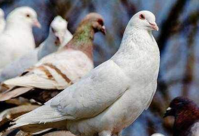 Breeding method of pigeon