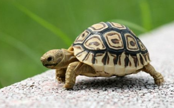 How to raise a little turtle