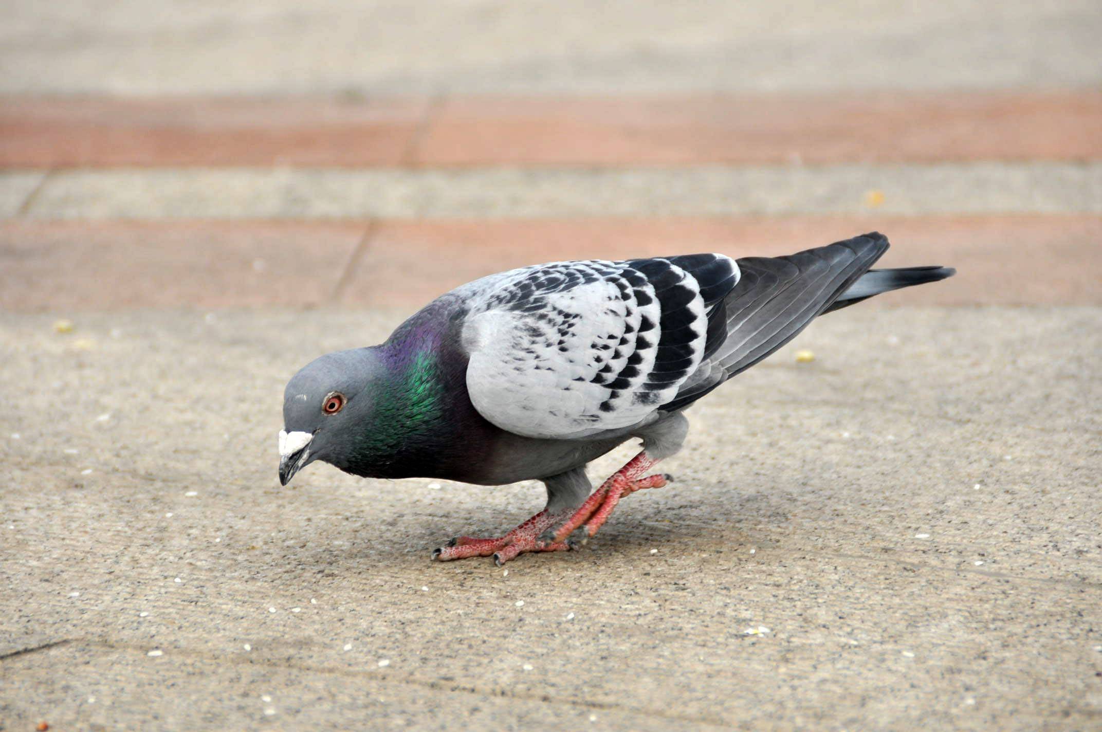 How to raise pigeons