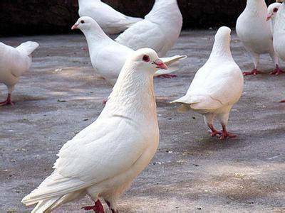 Breeding method of pigeon