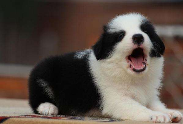 How to choose a border collie puppy