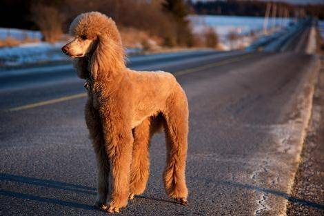 Do poodles bite their owners