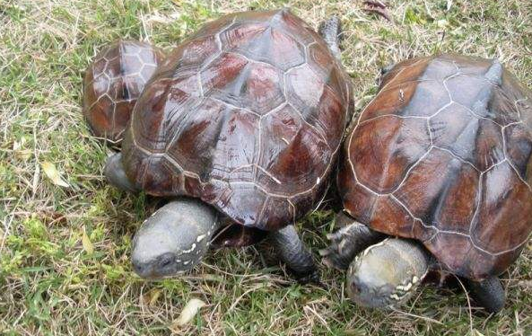 One good turtle or a pair