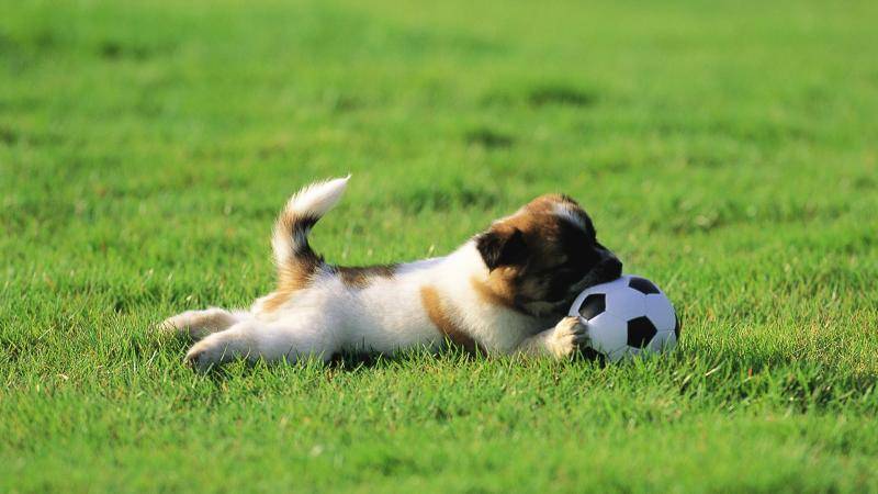 Can dogs eat rice?