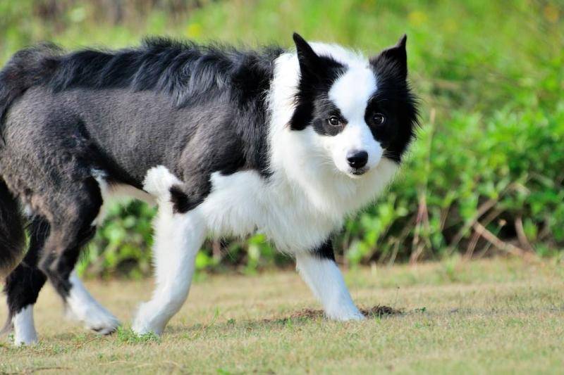 Can a border collie outwit a wolf?