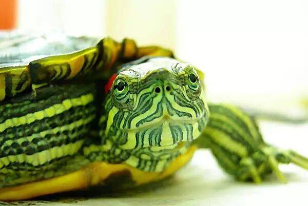 How to keep a Brazilian turtle