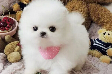 What's wrong with Pomeranian shit