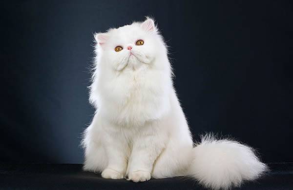 Pet cat breeds and prices