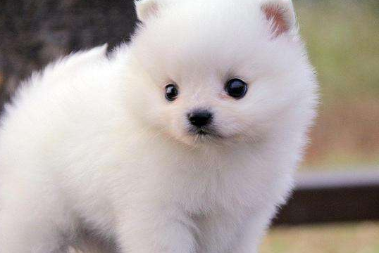 Pomeranian when he's not happy