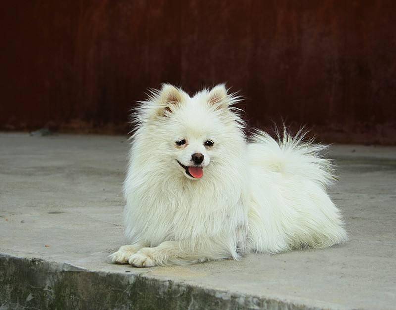 What are Pomeranian skin diseases
