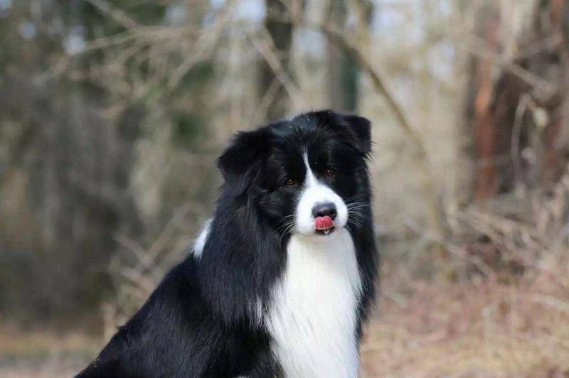 How is the strength of the Border Collie