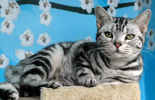 Pet cat breeds and prices