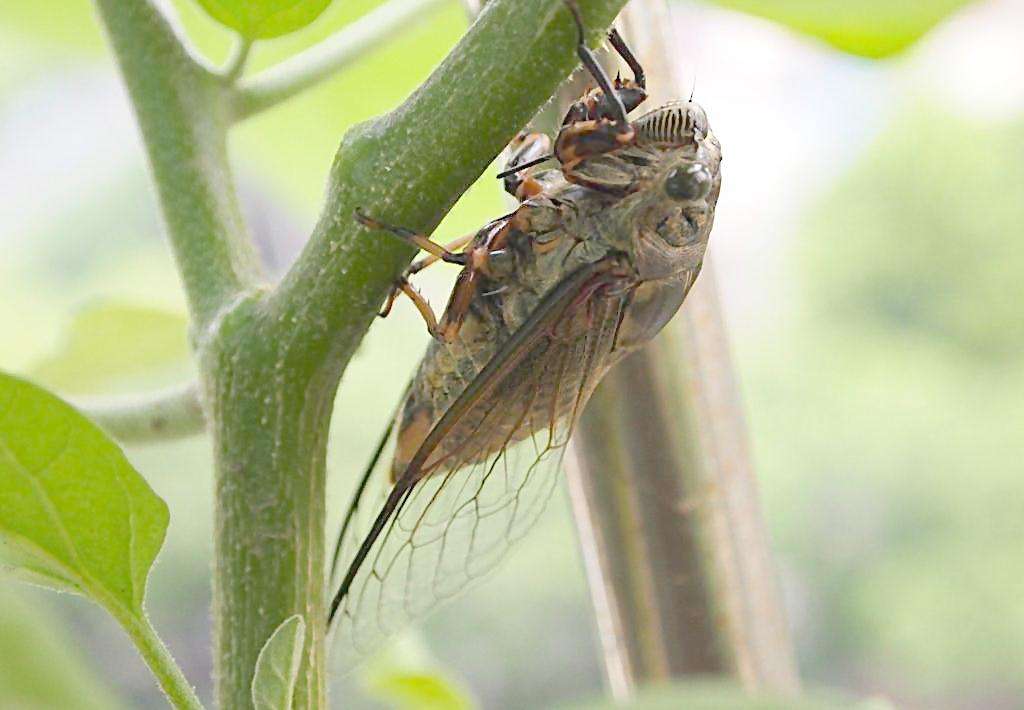 What do cicadas eat