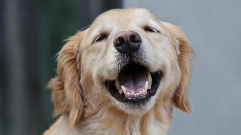 How to feed a Labrador puppy