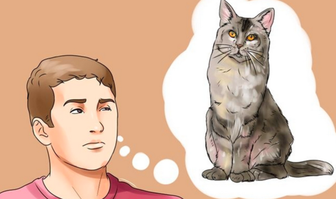 How to remove the smell of cat urine