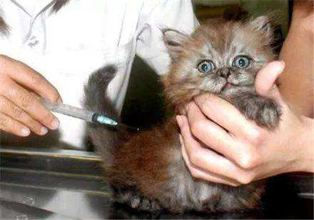 What vaccinations do cats get