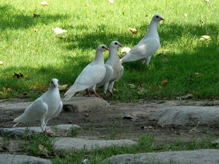 How to raise pigeons