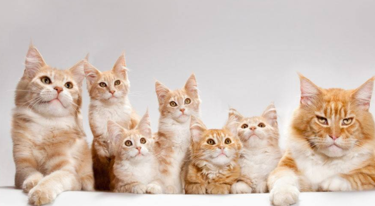 Kittens get vaccinated every few months