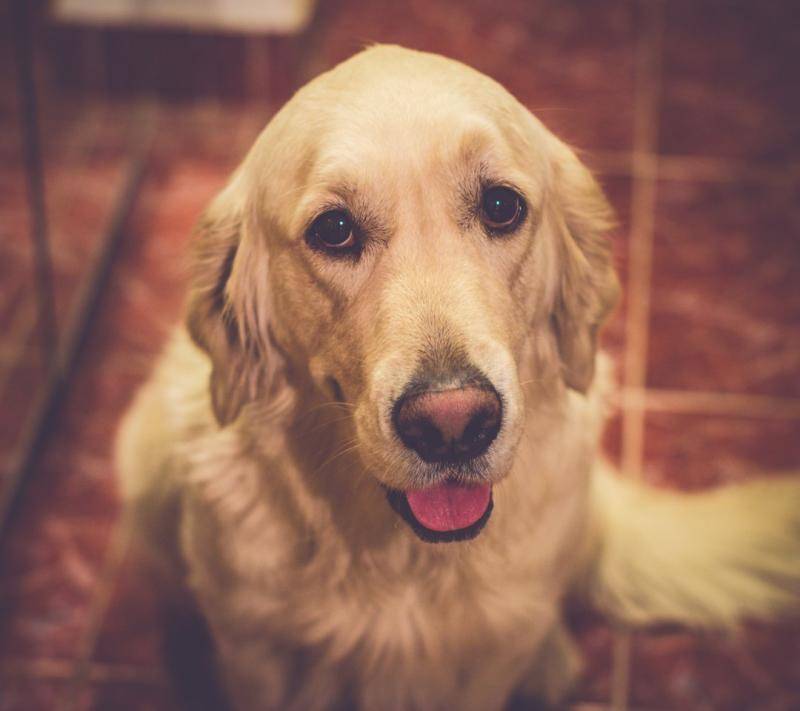What to do if your Golden Retriever won't eat dog food