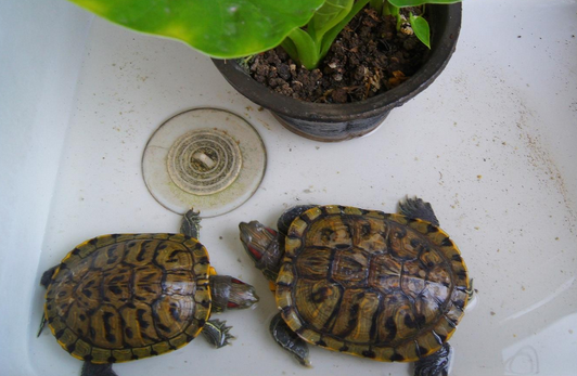 How to raise a Brazilian red-eared turtle