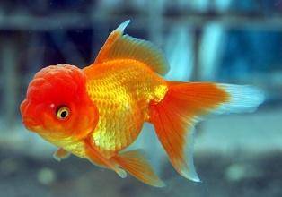 Unique skill for treating goldfish white spot disease