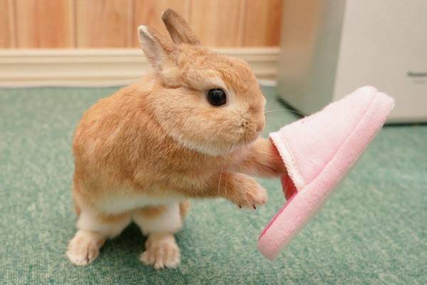 How to raise pet rabbits