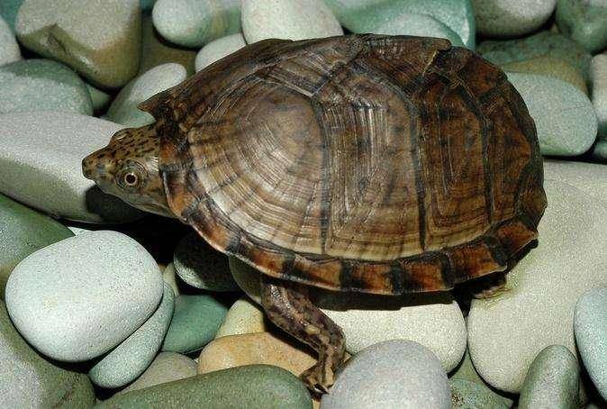 How big is a turtle before it lays an egg