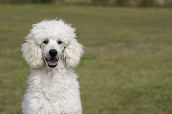 Are poodles afraid of the cold