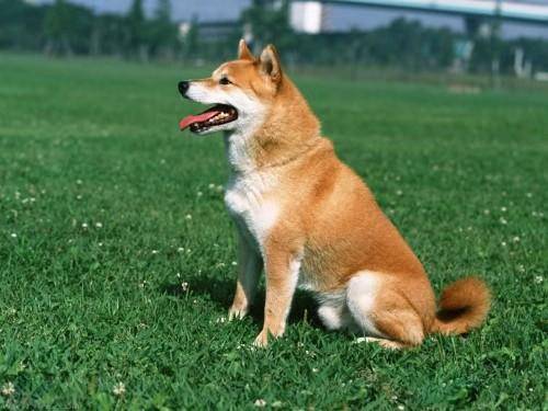 What kind of dog food does a Shiba Inu eat?