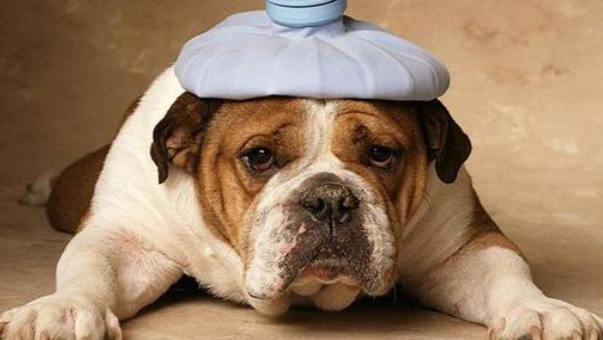 Can dog ascites heal itself