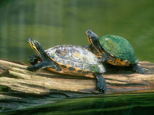 Should turtles release water in winter