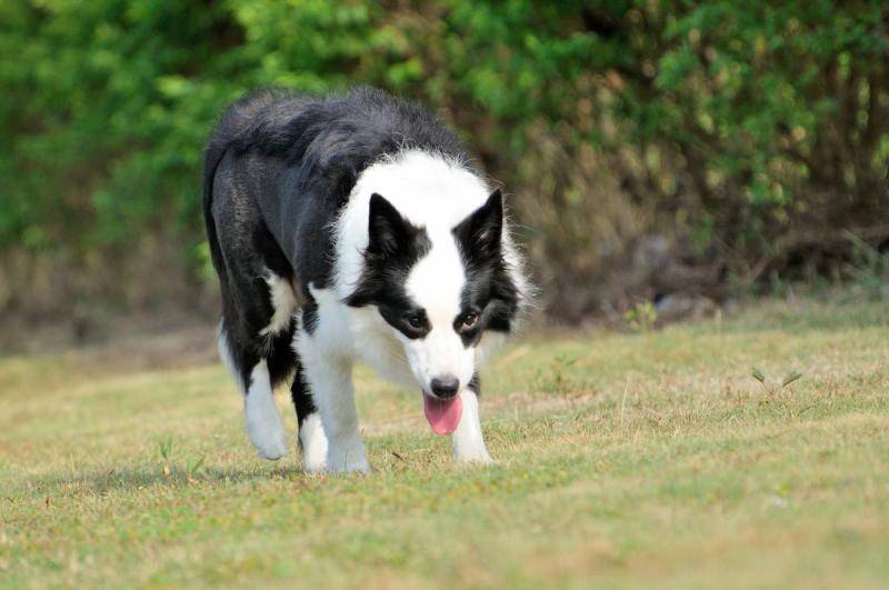 How long does a Border Collie live?
