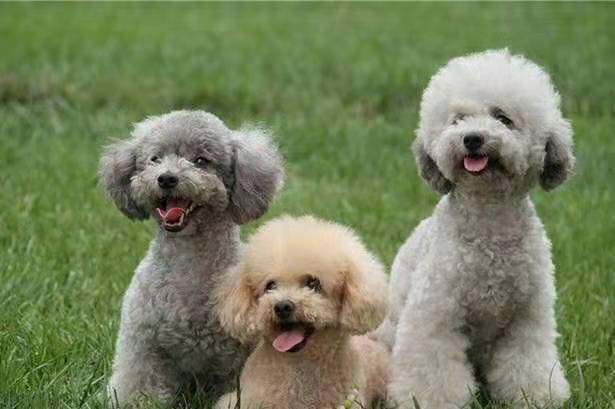 Can poodle skin disease heal itself? That depends on the situation ...