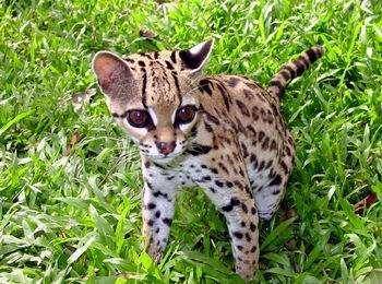 The ocelot or the tiger-cat
