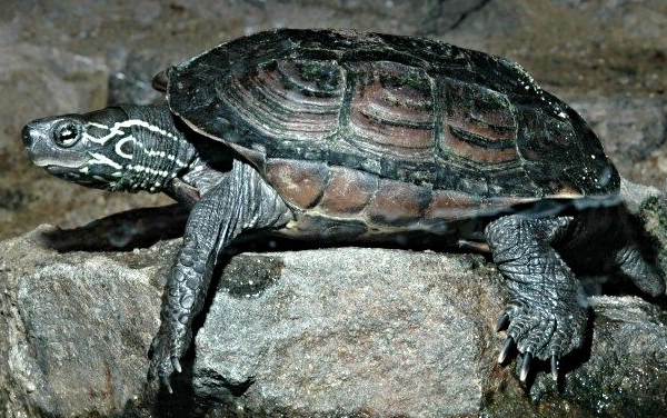 What do Chinese grass turtles eat