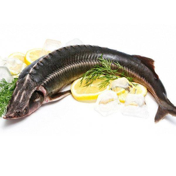 What sturgeon eat