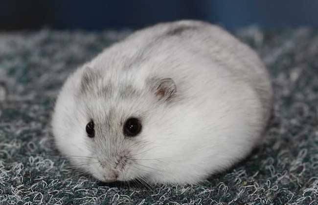 Hamsters like the behavior of their owners