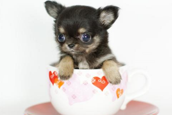 The difference between a Pomeranian and a teacup