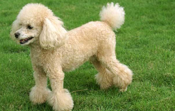 What's wrong with poodle urine yellow