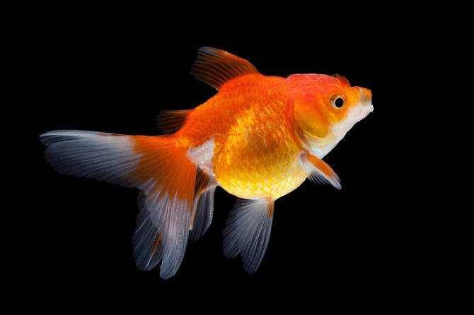 Can goldfish and tropical fish be mixed