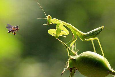 What food does a mantis eat