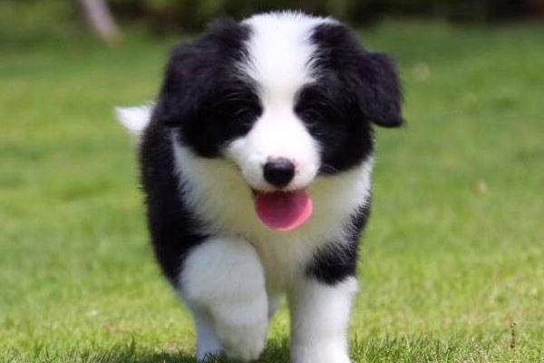 Why Border Collies are banned