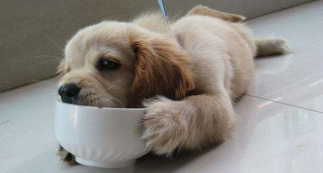 Easy ways to make your own dog food